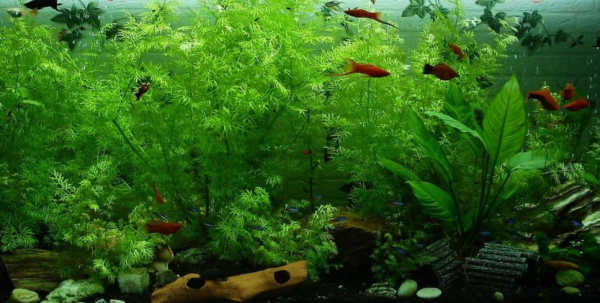 Aquarium modern dan canggih dengan sistem kontrol suhu digital